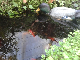 Estanque con patito y peces