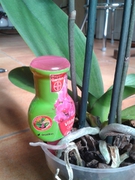 Abono especial orquideas