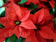 Poinsetia Navidad