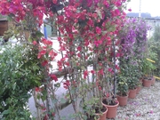 Buganvillas floridas