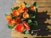 Gerbera naranja
