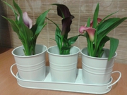 Conjunto de Callas mini