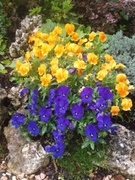 violas