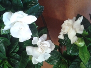 gardenias