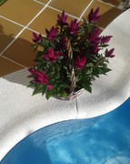 Celosia caracas en cesta de mimbre