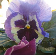 Detalle de Pensamiento